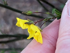 Crocanthemum scoparium