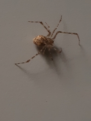 Cryptachaea gigantipes