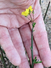 Crocanthemum scoparium