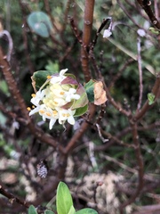 Pimelea ligustrina