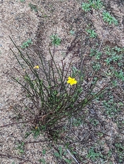 Crocanthemum scoparium