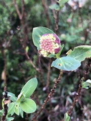 Pimelea ligustrina