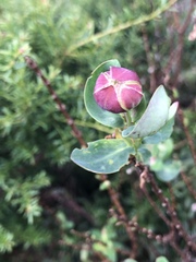 Pimelea ligustrina