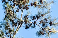 Pinus densiflora