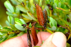 Cyclopia sessiliflora