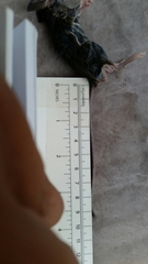 Peromyscus pectoralis