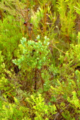 Cyclopia sessiliflora