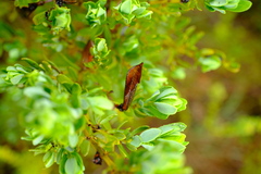 Cyclopia sessiliflora