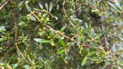 Coprosma ×cunninghamii
