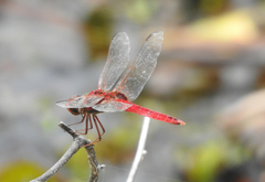 Urothemis aliena