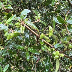 Coprosma ×cunninghamii