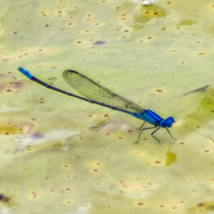 Pseudagrion cingillum