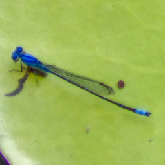 Pseudagrion