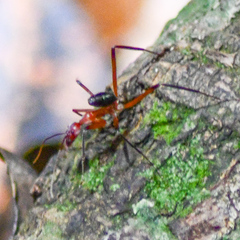 Leptomyrmex tibialis
