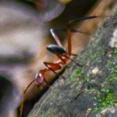 Leptomyrmex tibialis