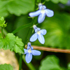 Lobelia trigonocaulis