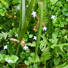 Lobelia trigonocaulis