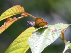 Heliophorus ila