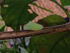 Sanurus