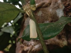Sanurus