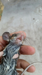 Peromyscus pectoralis