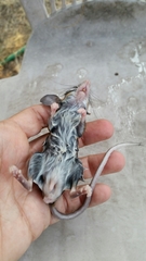 Peromyscus pectoralis
