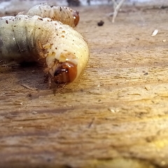Oryctes nasicornis