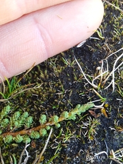 Kelleria paludosa
