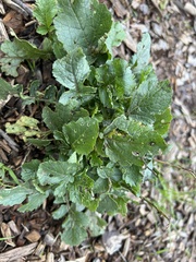 Brassiceae