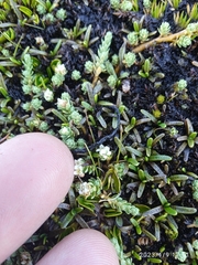 Kelleria paludosa