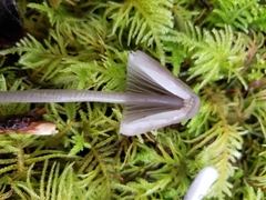 Mycena robusta