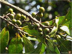Aidia cochinchinensis