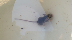 Peromyscus pectoralis