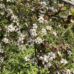 Kunzea tenuicaulis