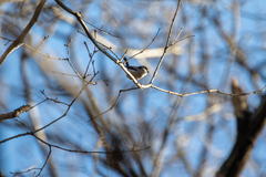 Aegithalos caudatus trivirgatus