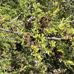 Kunzea tenuicaulis