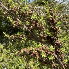 Kunzea tenuicaulis