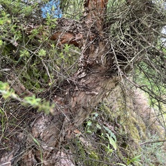 Kunzea tenuicaulis