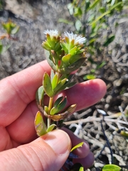 Delosperma litorale