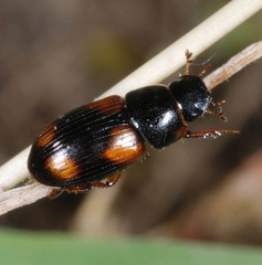 Eudolus quadriguttatus