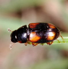 Eudolus quadriguttatus