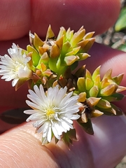 Delosperma litorale