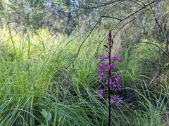 Dipodium punctatum