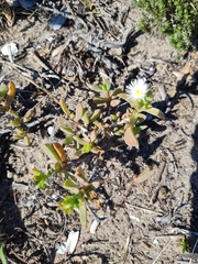 Delosperma litorale