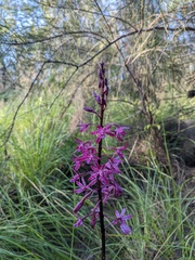 Dipodium punctatum