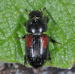 Nialus varians