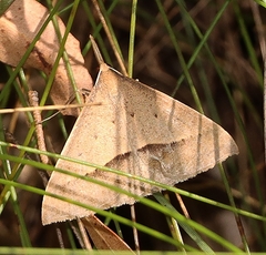 Epidesmia hypenaria