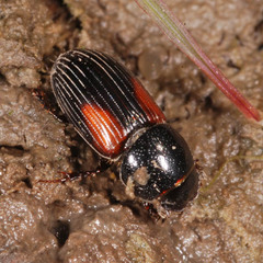 Nialus varians