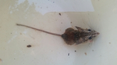 Peromyscus pectoralis