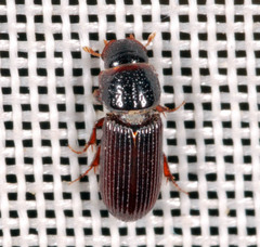 Pleurophorus